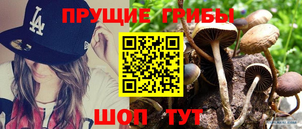 Электрогорск  Псилоцибиновые грибы прущие грибы  Вход с VPN 